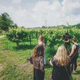 Au départ de Venise : Visite des collines de Prosecco et dégustation de vins
