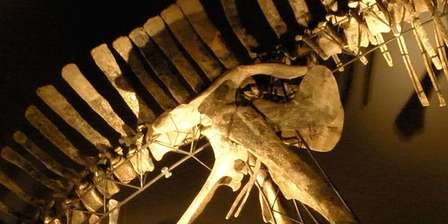 Musée d'histoire naturelle - Fontego dei Turchi