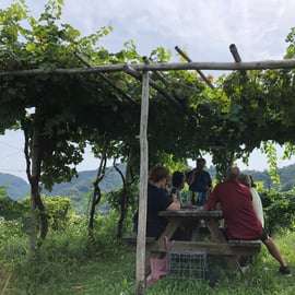 Venise : visite des vignobles des collines du Prosecco avec dégustations et déjeuner